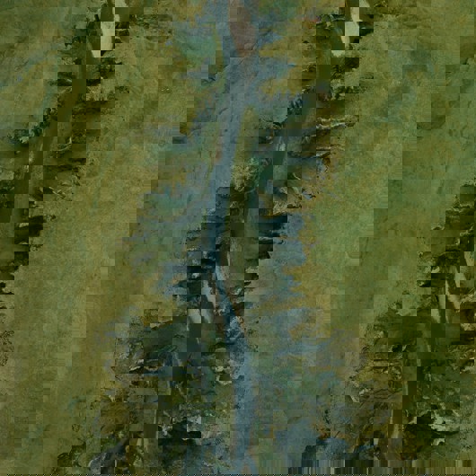 The environment